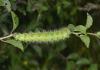 347041 – Photo : Jean Raillot – France (05)